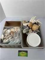 Sea Shells and Beach Decor