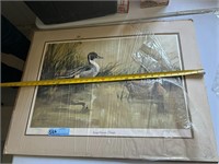 Spring Domain Pintails Painting No Frame