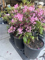 3 Lot of 1 ea  Rhododendron Bushes 2 Gal