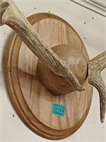 Pair of Antlers on a Shield