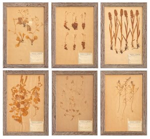 Framed Dried Flower & Plant Specimens, 6