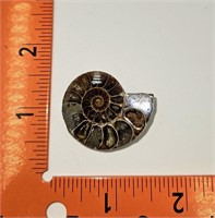 Cut and Polished Ammonite Fossils