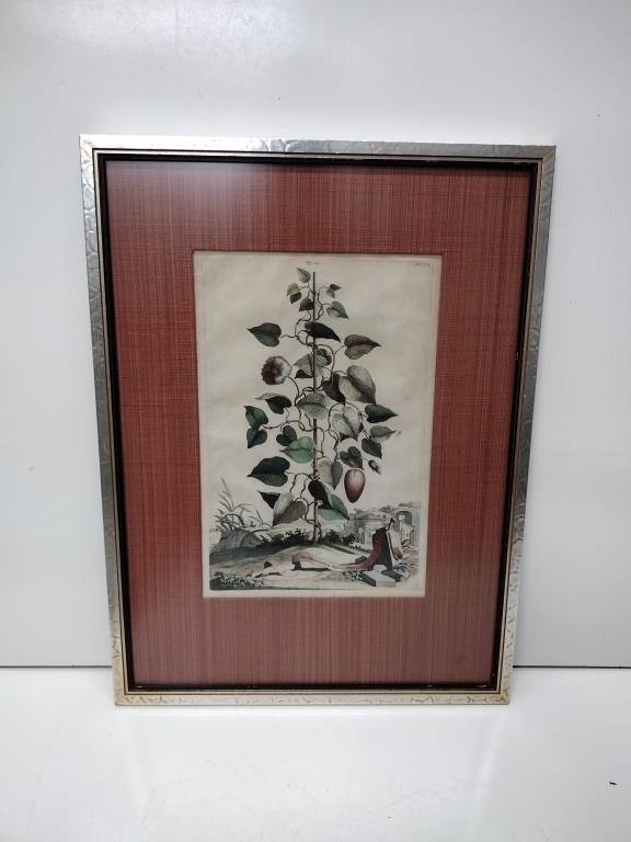 Antique Botanical Colorized Etching