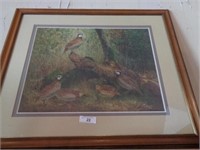 Large quail picture