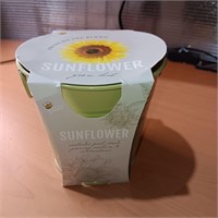 Buzzy Sunflower Grow Kit