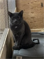 Male-Russian Blue Cat- intact, proven