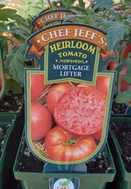 12 Mortgage Lifter Heirloom Tomato Plants