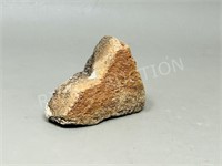Small shell fossil - Nevada desert