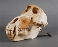 African Baboon Primate Skull Taxidermy