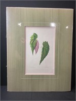 French Botanical Lithograph In Orig Color