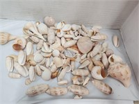 Nice Lot of Polished Shells over 2 pounds