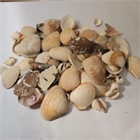 Large Assortment of Sea Shells