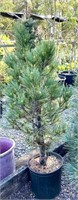 (2) Swiss Stone Pines - 2.5 gallon pot - 30"