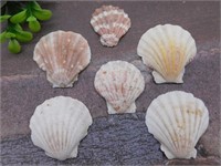 SCALLOP SHELLS ROCK STONE LAPIDARY SPECIMEN