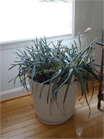 Large pot of Aloe plants