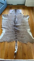 Large animal hide, measuring about 5‘ x 4‘