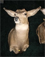 5 x 5 Trophy mule deer mount