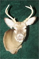 Trophy White Tail 6 point mount