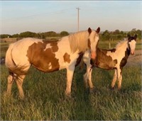 (NSW) SALLY - CLYDESDALE X MARE