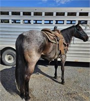 AQHA BLUE IVORY HANCOCK