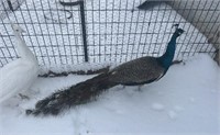 Male-India Blue Peacock, WI/Pied- 3 Years old