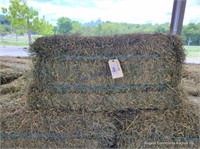 25 2nd Alfalfa Orchard Grass