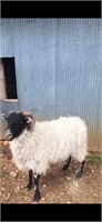 Scottish black ewe exposed to Valais & babydoll