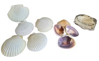 Decorative Clam & Scallop Shells