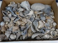 Large Seashell Collection