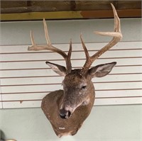 Taxidermy deer head mount in very nice condition,