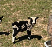 Micro Miniature Spotted Babydoll / Shetland ram