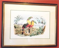 Framed Red Breasted Toucan Print