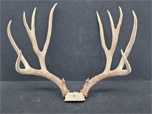 Trophy Mule Deer Antlers Majestic 5 Point