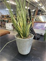 Small decor plant