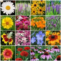 Eden Brothers All Perennial Wildflower Mixed Seeds