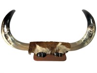 Mounted Bull Horns/ Hoofs Wall Hanging