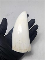 REAL Sperm Whale Tooth