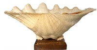 Large Natural Clam Shell On Wooden Stand