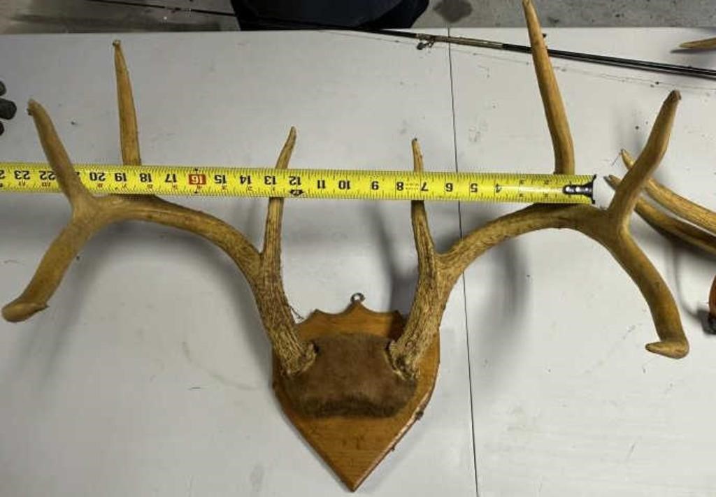 deer antlers (mounted but horns are loose)