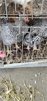 3 Barred Rock Roosters