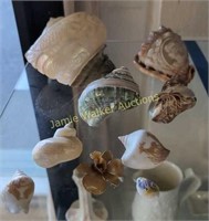 Carved Cameo Shells. Victorian Woman, Koi Fish,