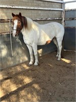 (NSW) TRIXIE - BRUMBY MARE