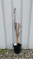 Japanese Maple (Lot of 1 Tree)