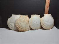 Large Scallop Shells 4