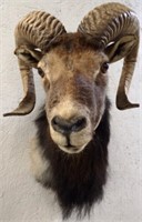 European Mouflon Male Taxidermy Mount