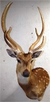 Axis / Chital / Spotted Deer 3X3 Taxidermy Mount