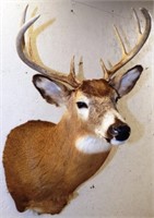 Whitetail Deer 8-Point  Buck Taxidermy Mount