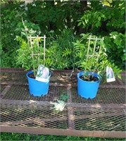 2 Blue Wisteria Vine Plants