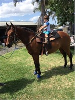 (NSW) KY - QH GELDING