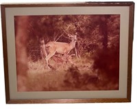 Deer Framed Lithograph